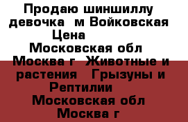 Продаю шиншиллу, девочка. м.Войковская › Цена ­ 2 000 - Московская обл., Москва г. Животные и растения » Грызуны и Рептилии   . Московская обл.,Москва г.